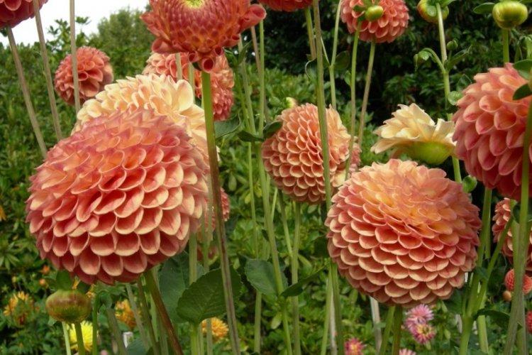 Температура - Уход за георгинами