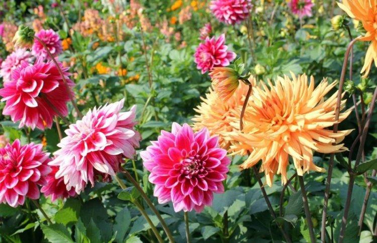 Освещение - Уход за георгинами