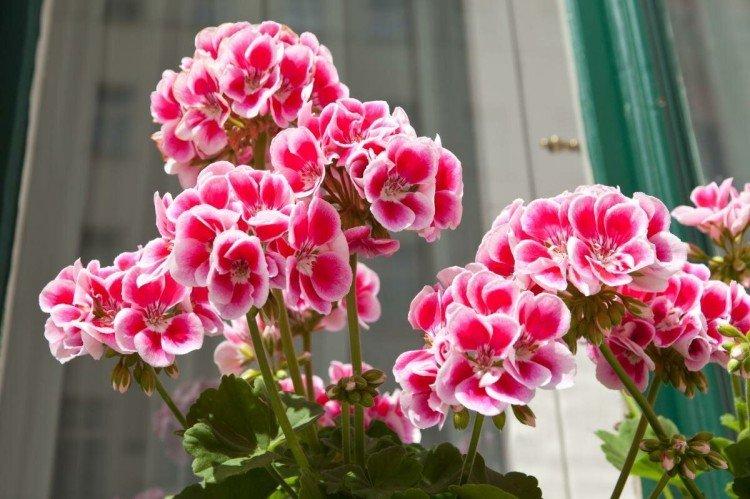 Почва - Герань уход в домашних условиях