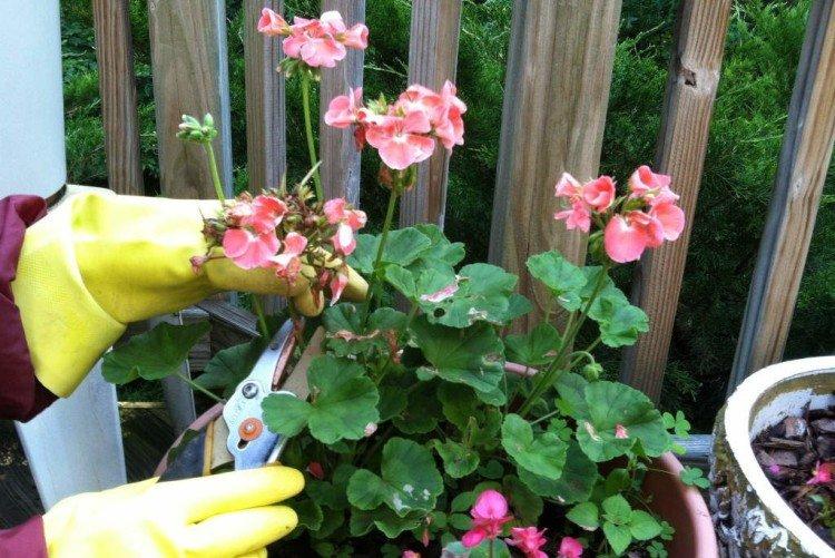 Как обрезать - Герань уход в домашних условиях