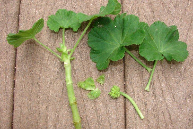 Размножение черенками - Герань уход в домашних условиях