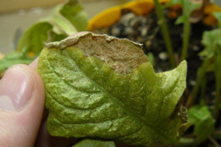 Борьба с вредителями и болезнями - Гербера