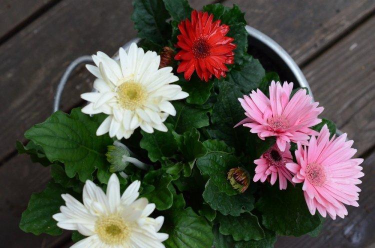 Гербера - фото