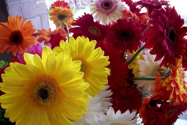 Гербера - фото
