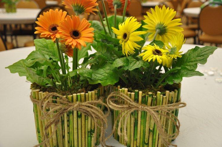 Гербера - фото