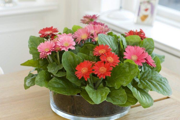 Гербера - фото