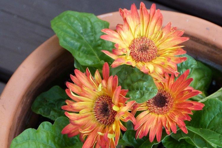 Гербера - фото