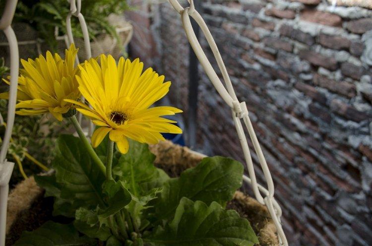 Гербера - фото