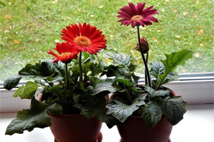 Гербера - фото