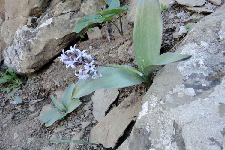 Гиацинт Литвинова - Виды гиацинтов