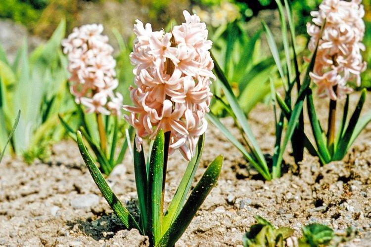 Освещение - Уход за гиацинтом