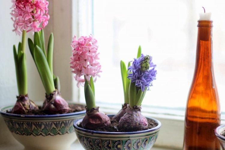 Удобрения и подкормка - Уход за гиацинтом