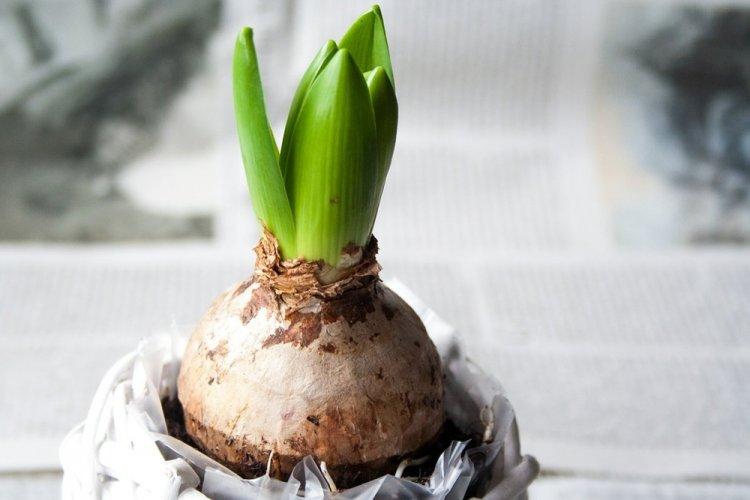 Выбор луковицы для посадки - Уход за гиацинтом