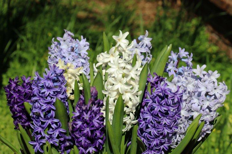Гиацинт - фото