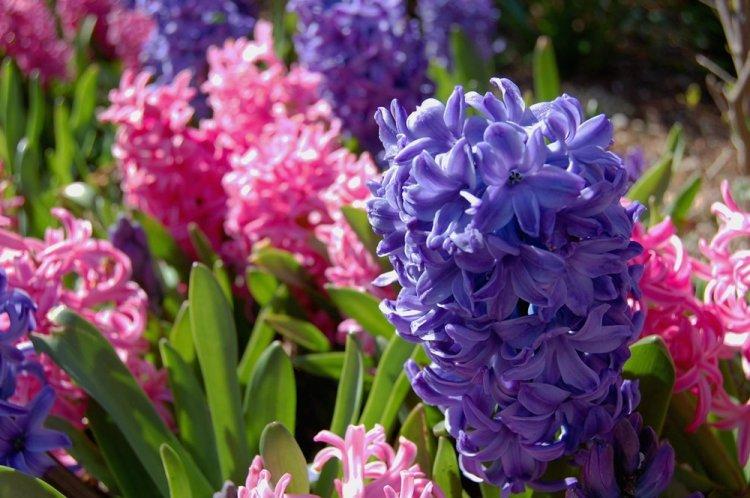 Гиацинт - фото