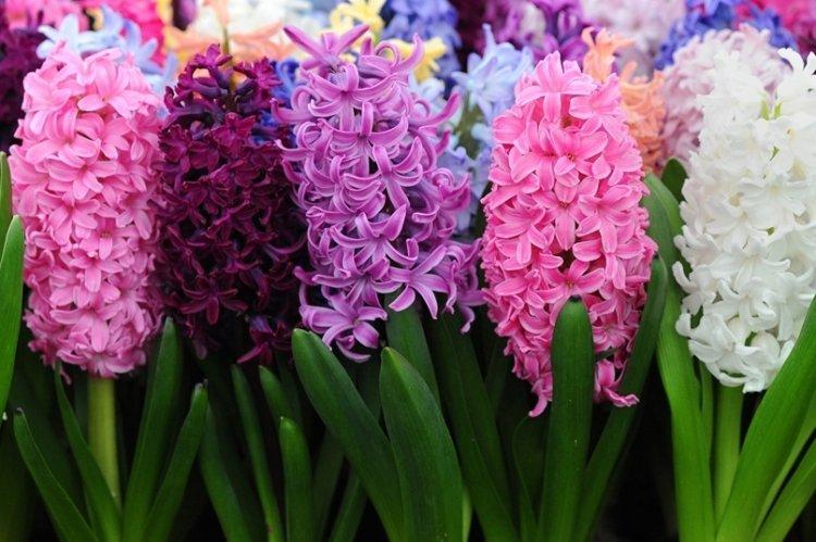 Гиацинт - фото