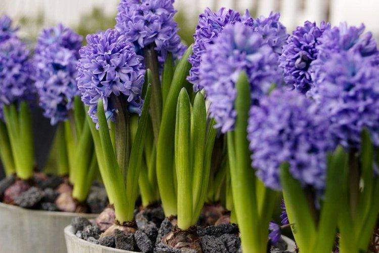 Гиацинт - фото