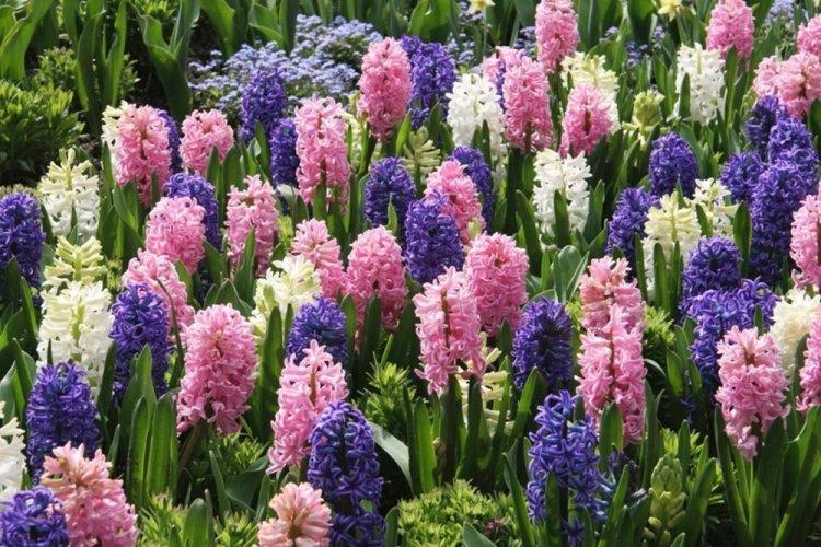 Гиацинт - фото