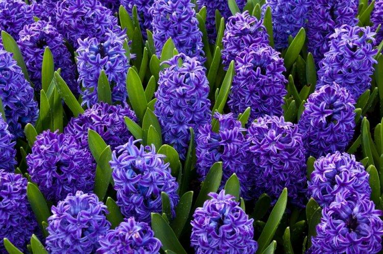 Гиацинт - фото