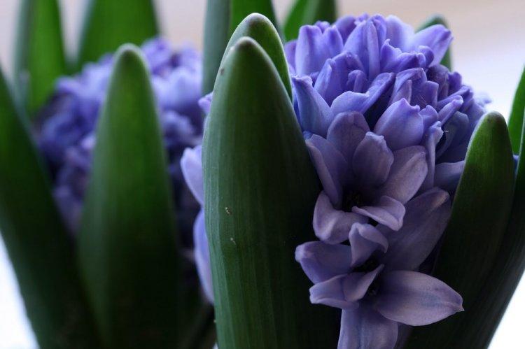 Гиацинт - фото