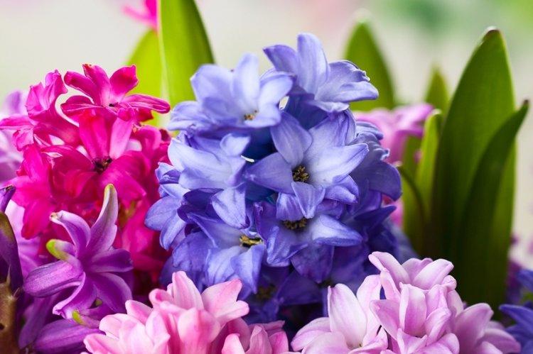 Гиацинт - фото