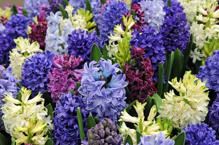 Гиацинт - фото
