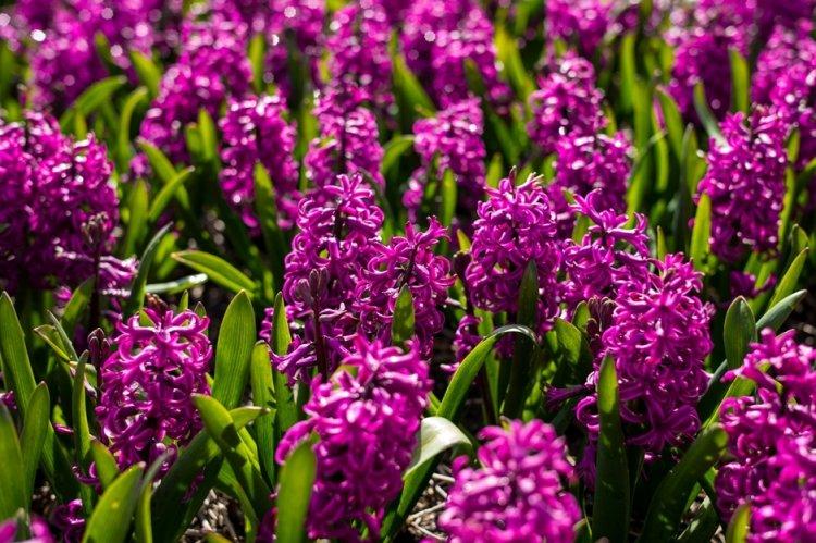 Гиацинт - фото