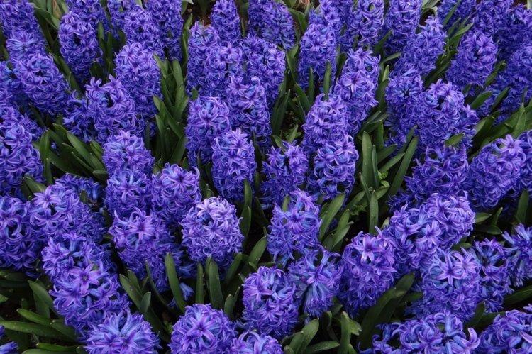Гиацинт - фото