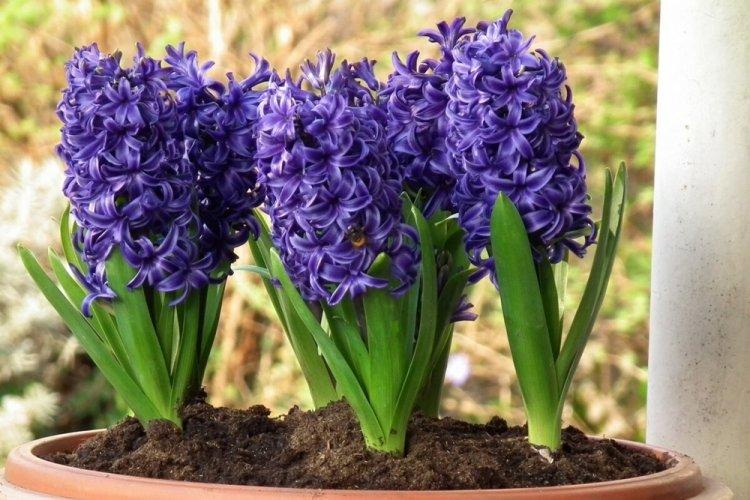 Гиацинт - фото