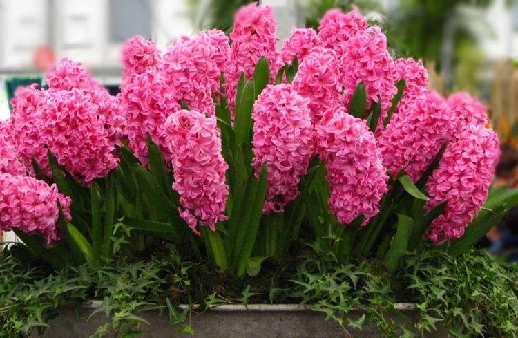 Гиацинт - фото