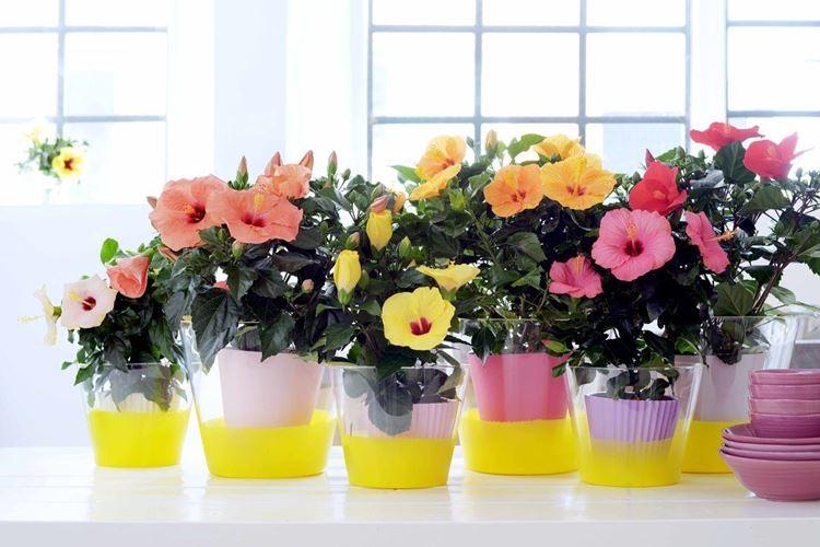 Гибискус (70 фото): виды и особенности ухода