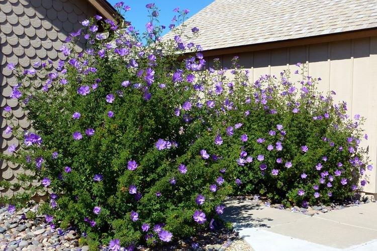 Гибискус Хьюгеля - Виды гибискуса