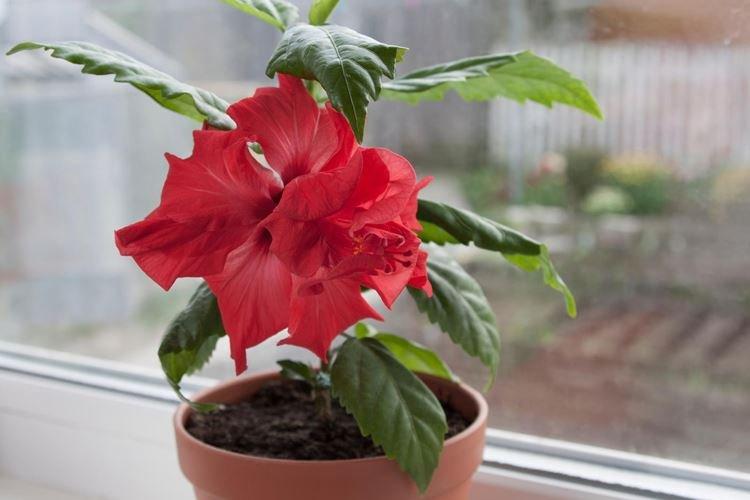 Освещение - Уход за гибискусом