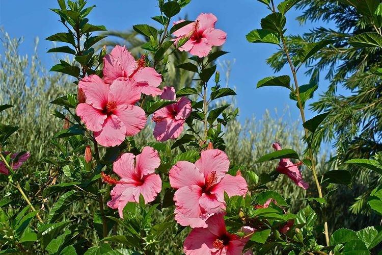 Гибискус - фото