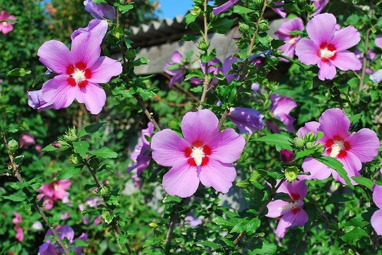 Гибискус - фото