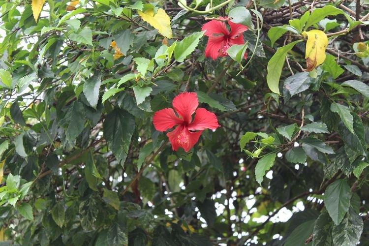 Гибискус - фото