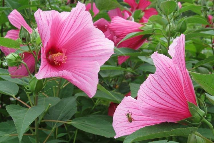 Гибискус - фото