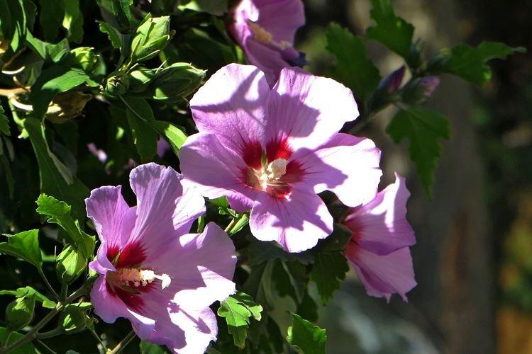 Гибискус - фото