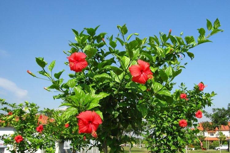 Гибискус - фото