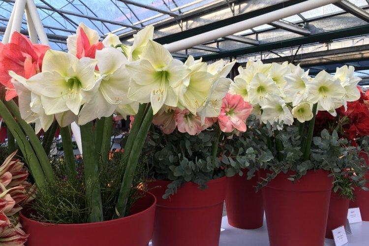 Температура - Уход за гиппеаструмом