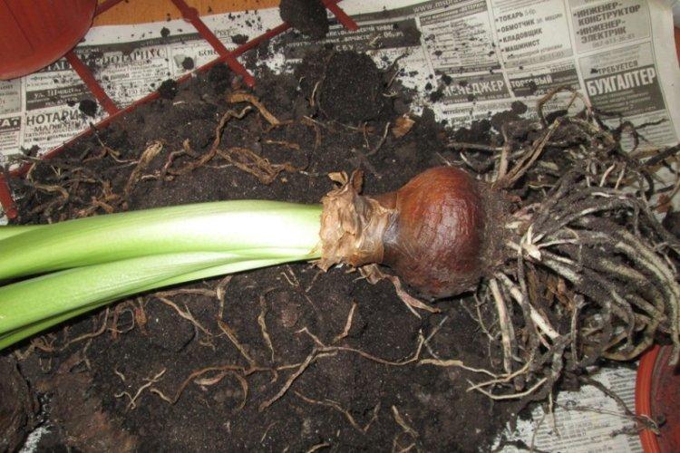 Почва - Уход за гиппеаструмом