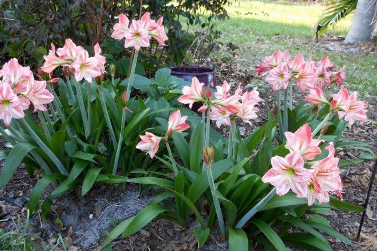 Удобрения и подкормка - Уход за гиппеаструмом