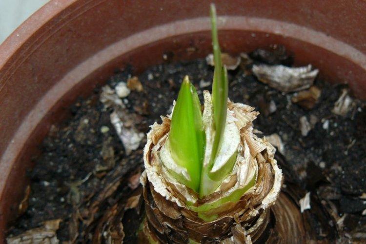 Зимовка - Уход за гиппеаструмом