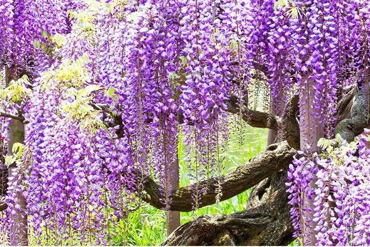 Глициния многоцветковая