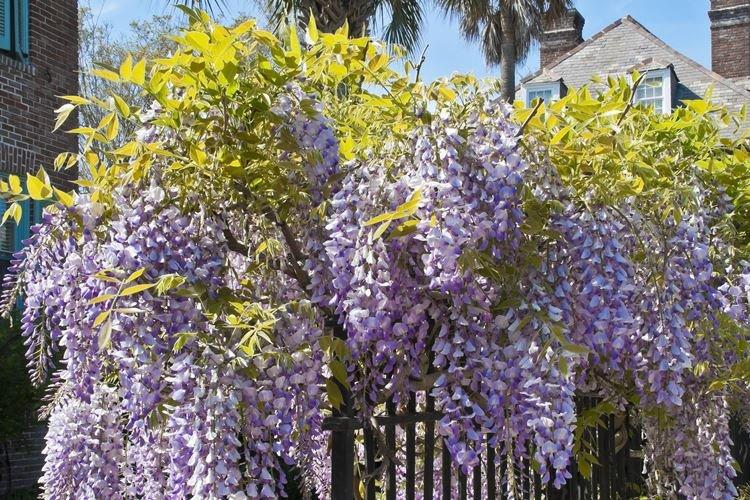 Глициния китайская