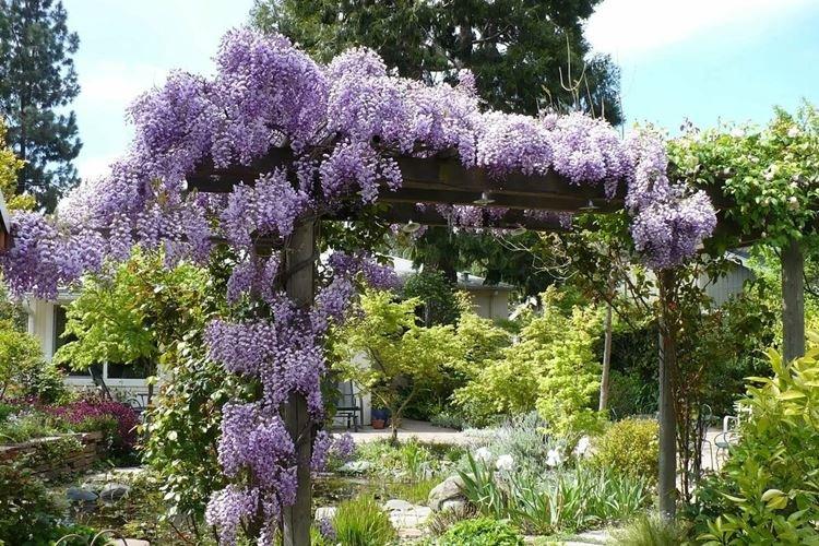 Температура - Уход за глицинией