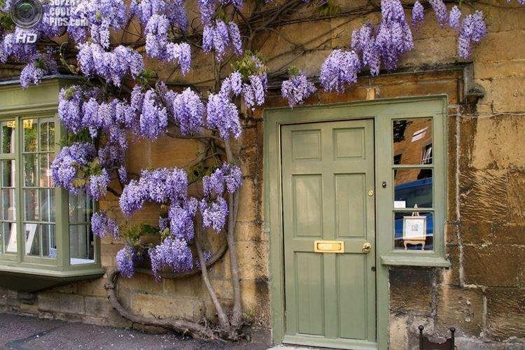 Полив - Уход за глицинией