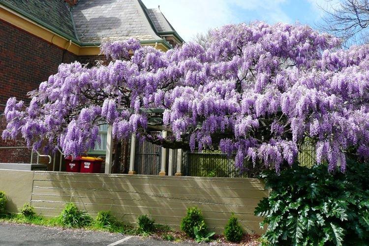 Глициния - фото