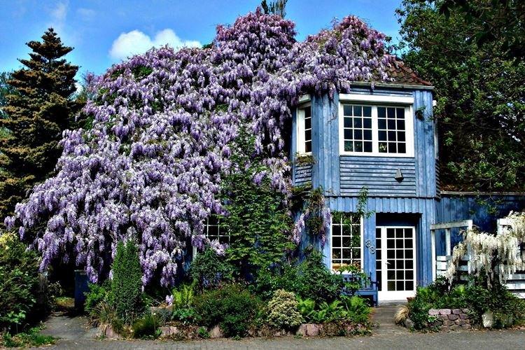 Глициния - фото