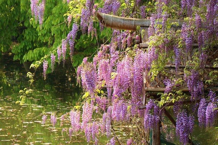 Глициния - фото